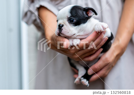 ボストンテリアの仔犬と女性 ボストンテリアの仔犬と女性 132560818