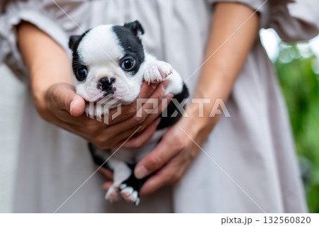 ボストンテリアの仔犬と女性 ボストンテリアの仔犬と女性 132560820