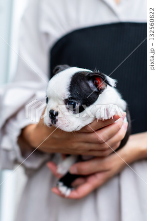 ボストンテリアの仔犬と女性 ボストンテリアの仔犬と女性 132560822