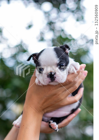 ボストンテリアの仔犬と女性 132560909