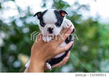 ボストンテリアの仔犬と女性 132560911