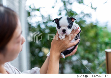 ボストンテリアの仔犬と女性 ボストンテリアの仔犬と女性 132560912