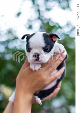 ボストンテリアの仔犬と女性 ボストンテリアの仔犬と女性 132560913