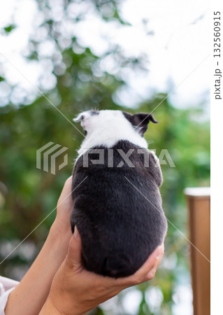 ボストンテリアの仔犬と女性 ボストンテリアの仔犬と女性 132560915