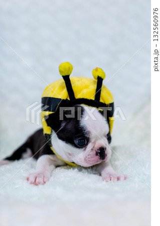 ボストンテリアの仔犬 132560976