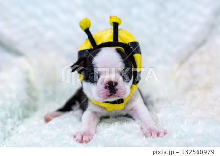 ボストンテリアの仔犬 ボストンテリアの仔犬 132560979