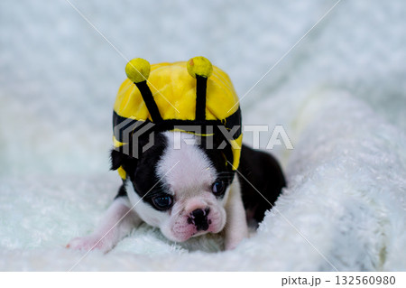 ボストンテリアの仔犬 132560980