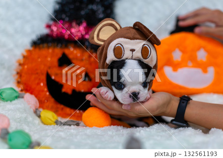 ハロウィン仕様 ボストンテリアの仔犬 ハロウィン仕様 ボストンテリアの仔犬 132561193