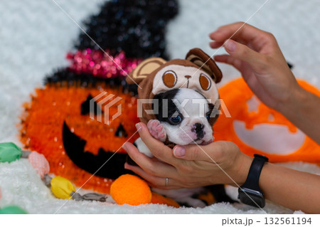 ハロウィン仕様　ボストンテリアの仔犬 132561194