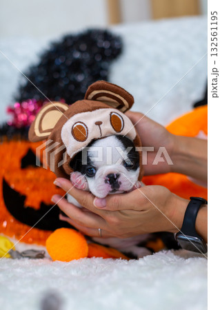 ハロウィン仕様 ボストンテリアの仔犬 ハロウィン仕様 ボストンテリアの仔犬 132561195