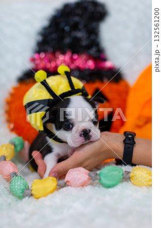 ハロウィン仕様　ボストンテリアの仔犬 132561200