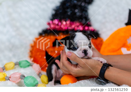 ボストンテリアの仔犬 ボストンテリアの仔犬 132561250