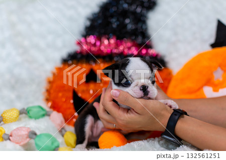 ボストンテリアの仔犬 132561251
