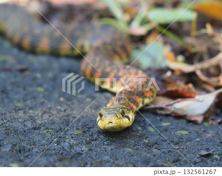 雨上がりの朝のヤマカガシ(20251027072910) 雨上がりの朝のヤマカガシ(20251027072910) 132561267