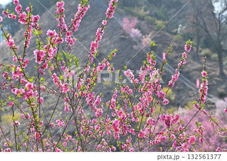 満開の花桃 早春の里山 東秩父村 満開の花桃 早春の里山 東秩父村 132561377