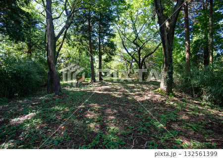 末森山山頂の末森城跡 132561399