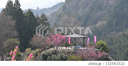 花桃の里　桜咲くころ　早春の里山　展望台付近　東秩父村 132561522
