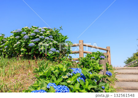 山上の紫陽花 愛知県西尾市三ヶ根山 山上の紫陽花 愛知県西尾市三ヶ根山 132561548