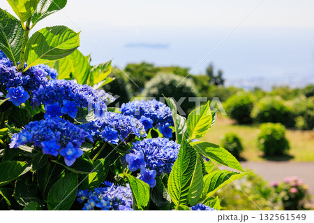 山上の紫陽花 愛知県西尾市三ヶ根山 山上の紫陽花 愛知県西尾市三ヶ根山 132561549
