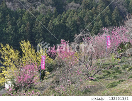 花桃の里 早春の里山 東秩父村 花桃の里 早春の里山 東秩父村 132561581