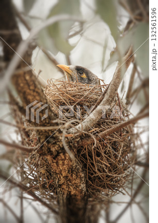 Noisy Miner in nest Noisy Miner in nest 132561596