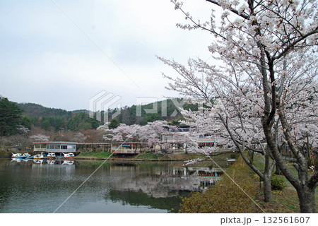 福島県本宮市　花と歴史の郷　蛇の鼻（蛇の鼻遊楽園）の桜と池 132561607
