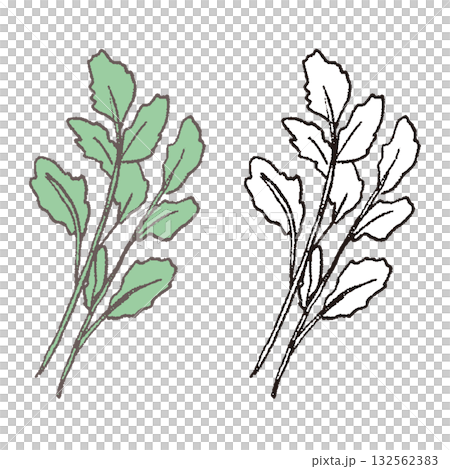 手繪歐芹 132562383