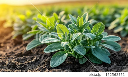 Lush green plants growing in a sunny field agriculture and nature 132562551