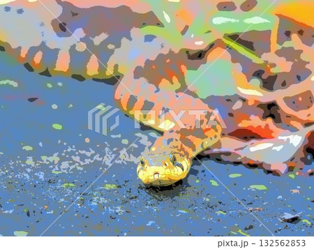 雨上がりの朝のヤマカガシ(afr20251027072910) 雨上がりの朝のヤマカガシ(afr20251027072910) 132562853