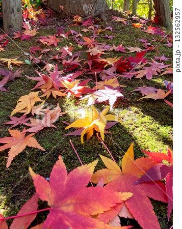 木漏れ日に輝く鮮やかな紅葉 / Vivid Autumn Leaves in Sunlight 木漏れ日に輝く鮮やかな紅葉 / Vivid Autumn Leaves in Sunlight 132562957