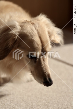 涙やけしているハイシニアのミニチュアダックス 涙やけしているハイシニアのミニチュアダックス 132563128