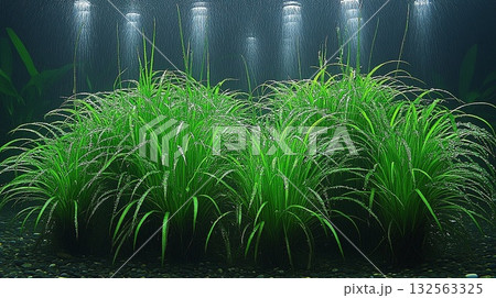 Lush green aquatic plants underwater scene 132563325