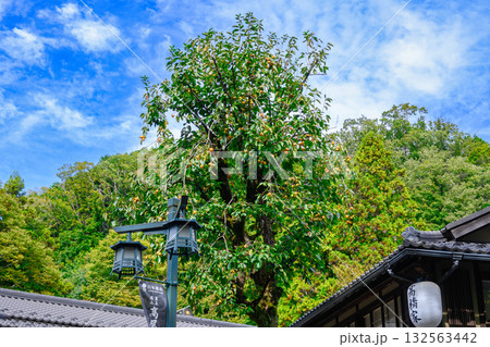 高尾山　清滝駅前広場　柿の木が屋根を貫く蕎麦屋　（高橋屋） 132563442