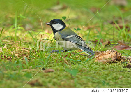 【シジュウカラ】 132563567