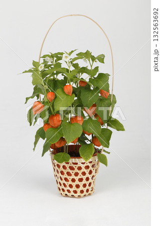 ホオズキ鉢植え 132563692