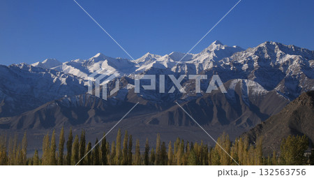 Golden tree tops of poplars in Leh and snow capped mountains of the Zanskar Range, Ladakh, India. 132563756