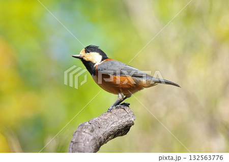 【野鳥 ヤマガラ】 【野鳥 ヤマガラ】 132563776