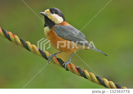 【ヤマガラ】 132563778