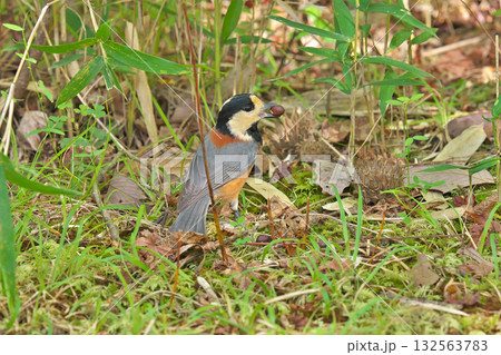 【野鳥 ヤマガラ】 132563783