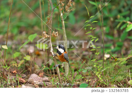 【野鳥 ヤマガラ】 132563785