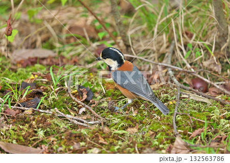 【野鳥 ヤマガラ】 132563786