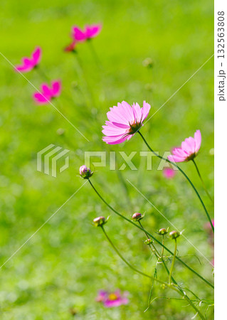 秋桜 秋桜 132563808