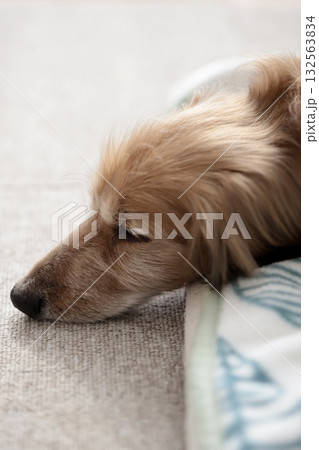 ベッドから頭をはみ出して眠っている高齢のミニチュアダックス ベッドから頭をはみ出して眠っている高齢のミニチュアダックス 132563834