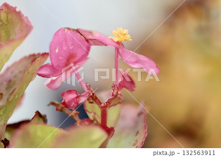 雨上がりの秋の花壇に咲くピンクの小さな花 132563911