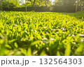Lawn, backyard, lush green grass with morning sunlight. Natural background 132564303