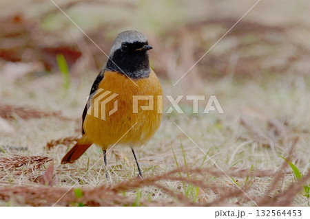 芝生に佇むジョウビタキ 芝生に佇むジョウビタキ 132564453
