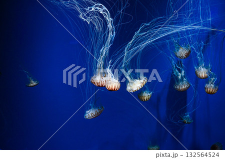 水槽内を漂うクラゲ 132564524