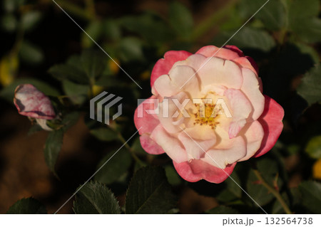 秋に咲いたピンクと白のバラ 秋に咲いたピンクと白のバラ 132564738