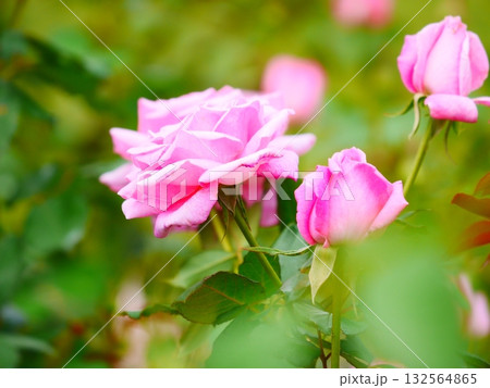 ピンク色の薔薇と後ろぼけ 132564865