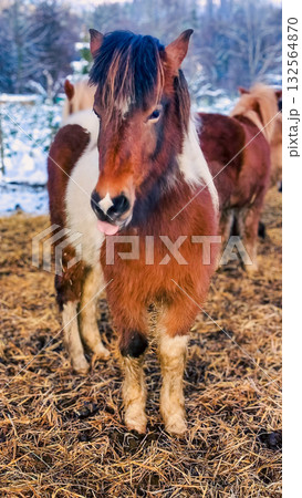 Pony with reddish coat standing on straw in snowy outdoor setting Pony with reddish coat standing on straw in snowy outdoor setting 132564870